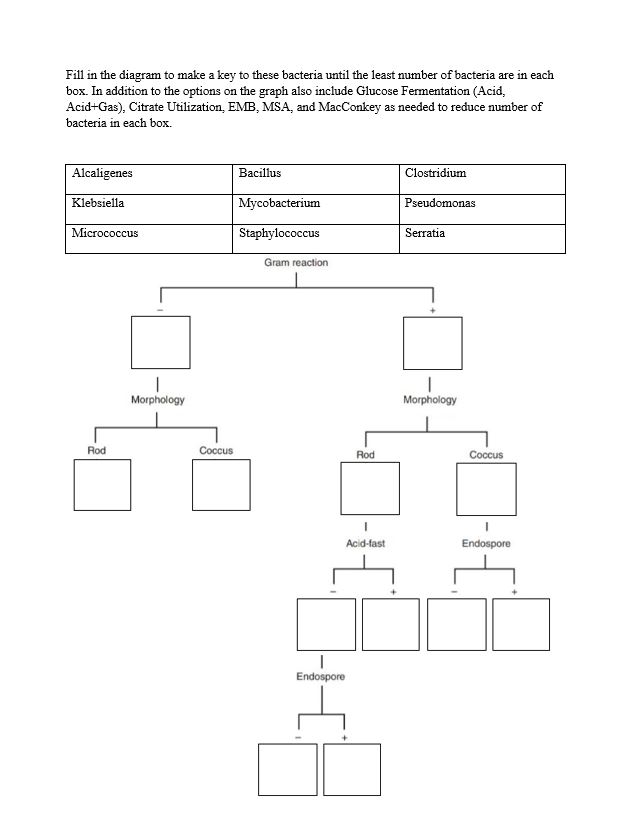 Solved Fill in the diagram to make a key to these bacteria | Chegg.com