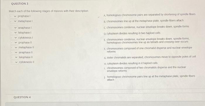 Solved QUESTION 3 Match each of the following stages of | Chegg.com