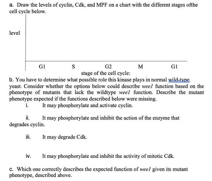 2. Much of what is known about the function of cyclin | Chegg.com