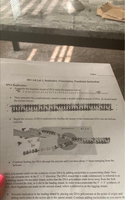 assemble the template strand of dna using the | Chegg.com