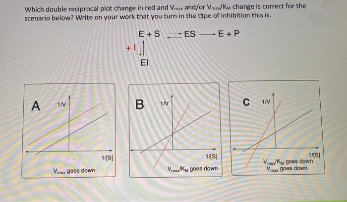 Solved Which double reciprocal plot change in red and Vmax | Chegg.com