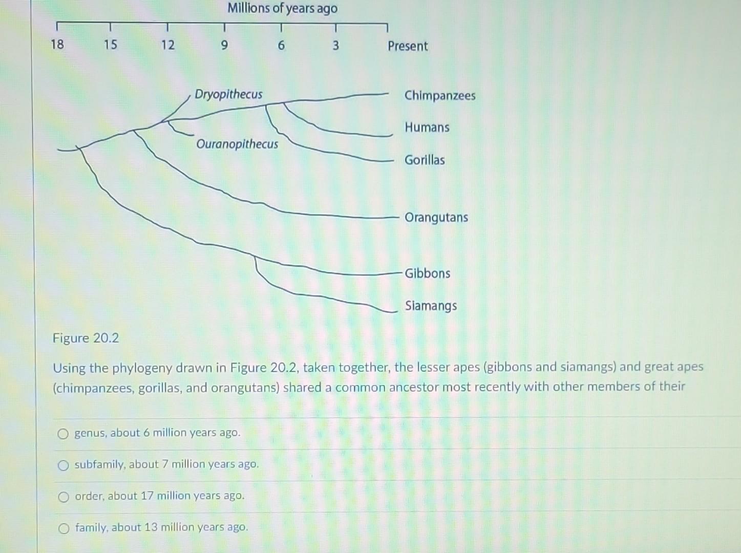 Solved Currently, Two Extant Elephant Species (X And Y) Are | Chegg.com