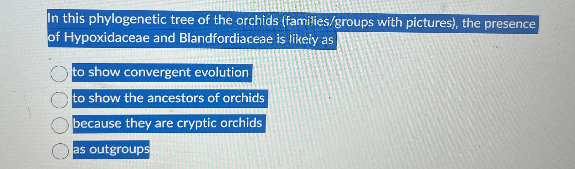 Solved In this phylogenetic tree of the orchids | Chegg.com