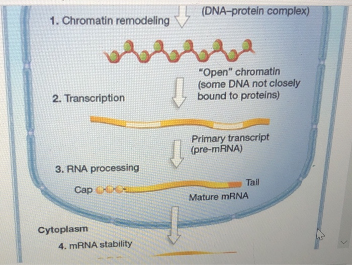 Solved Which of these steps of regulating gene expression