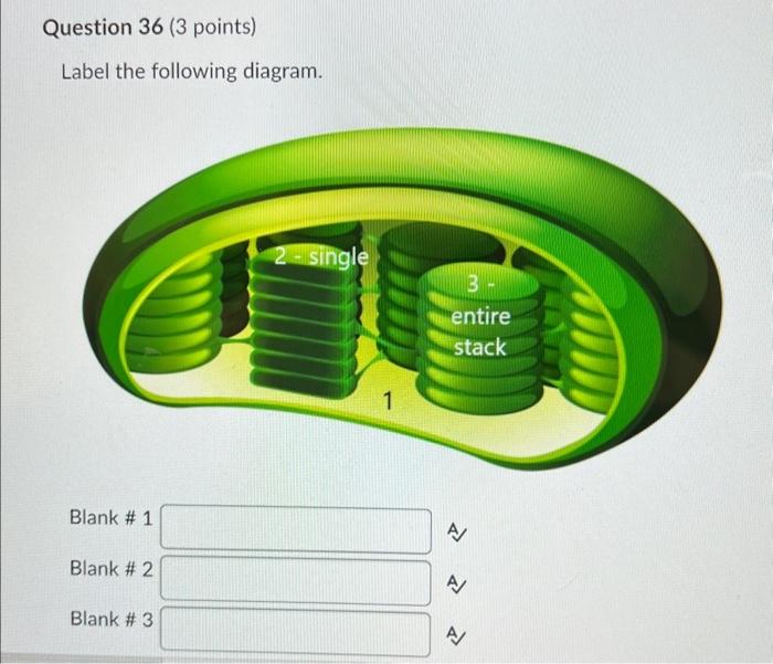Solved Label the following diagram. Blank \# 1 Blank \# 2 | Chegg.com