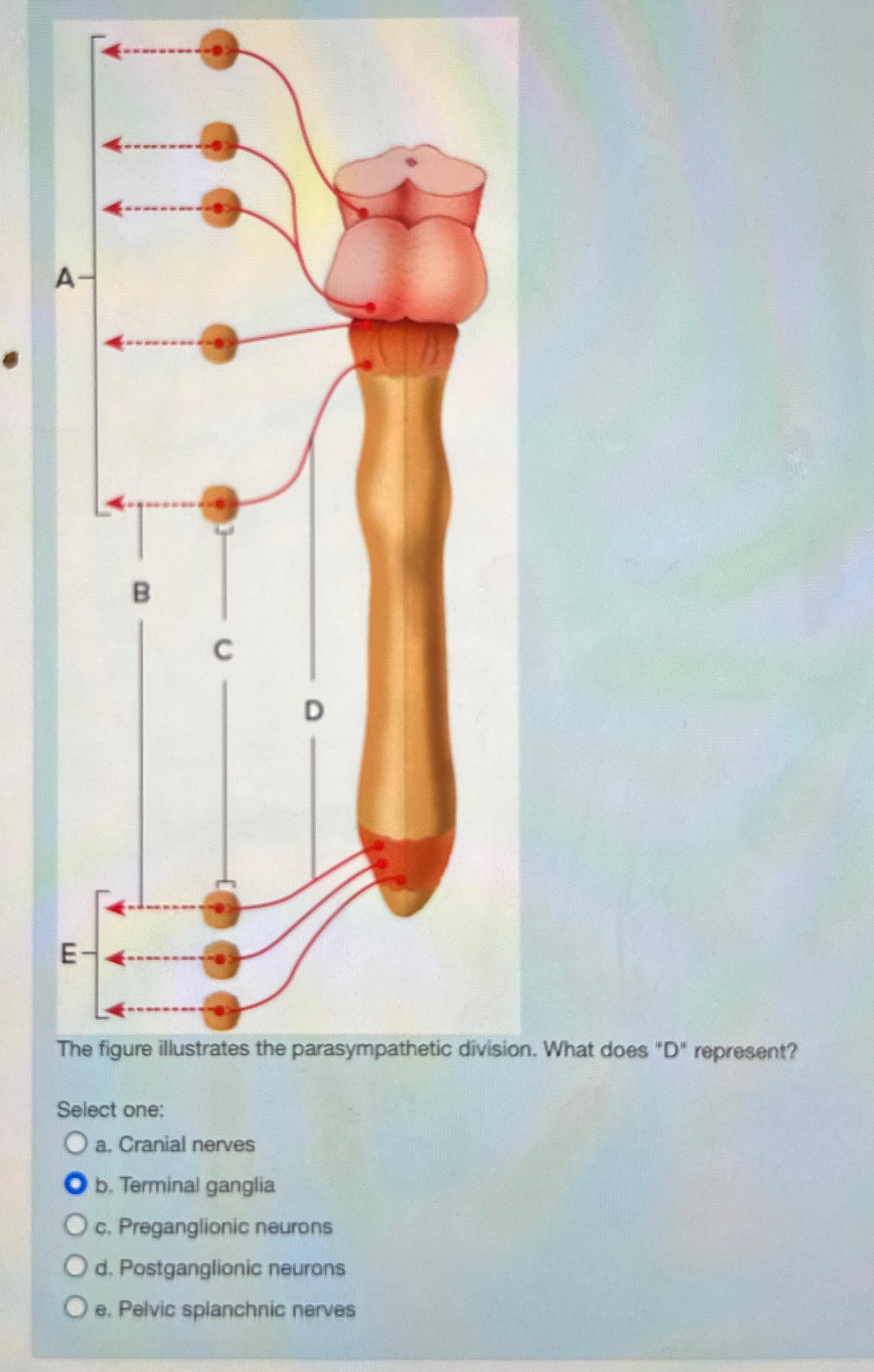 Solved The Figure Illustrates The Parasympathetic Division Chegg Com