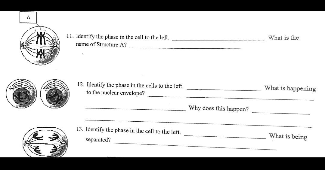 solved-a-me-11-identify-the-phase-in-the-cell-to-the-left-chegg