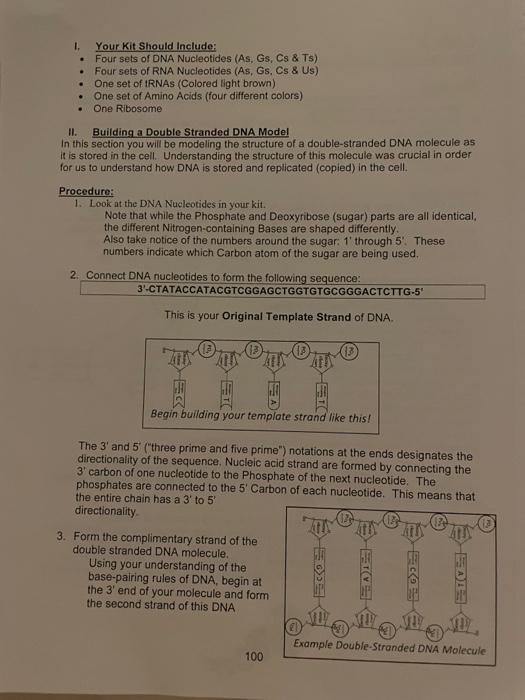 Solved LAB 7 DNA Structure and Gene Expression Oblectives: | Chegg.com
