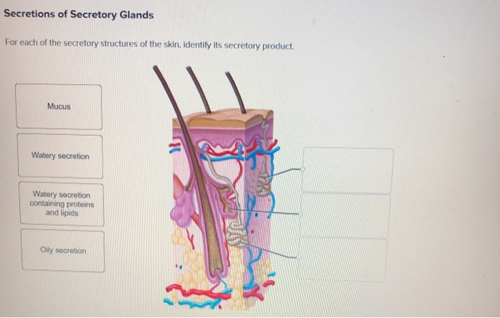 Solved Secretions of Secretory Glands For each of the | Chegg.com