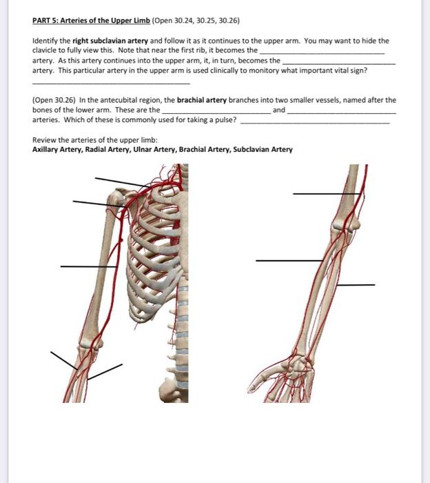 Solved PART 5: Arteries of the Upper Limb (Open 30.24, | Chegg.com