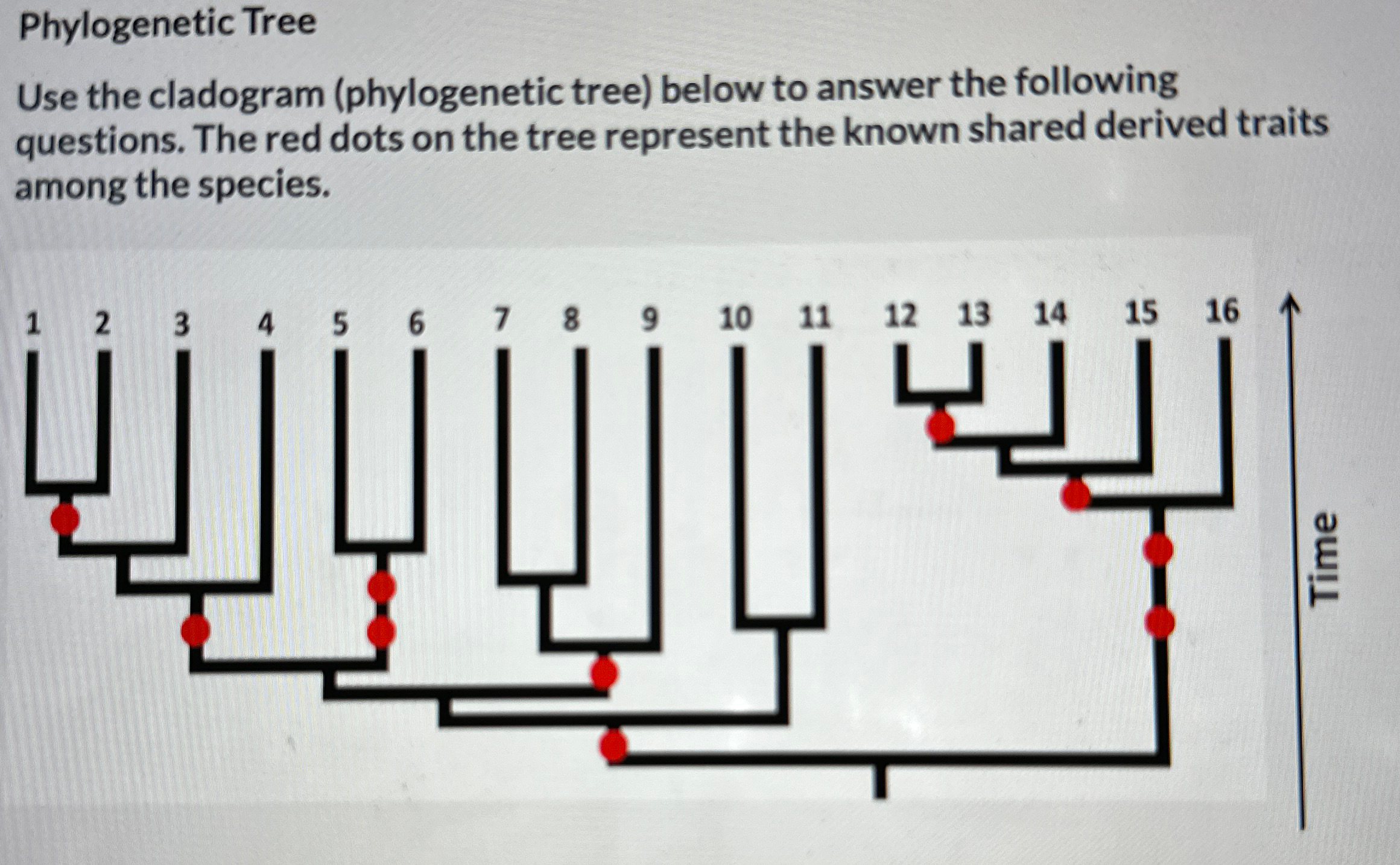 Solved Phylogenetic TreeUse the cladogram (phylogenetic | Chegg.com