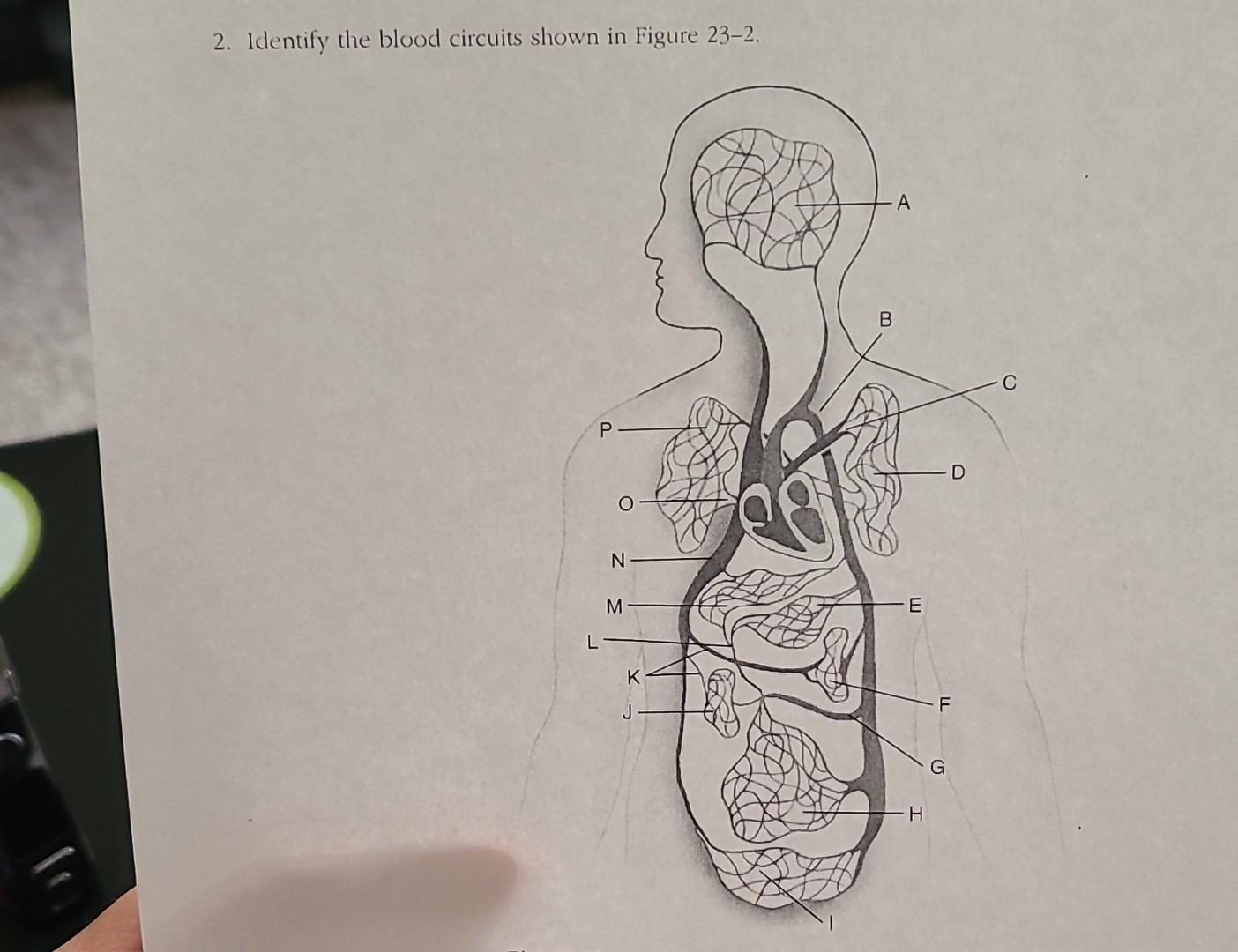 Solved 2. Identify the blood circuits shown in Figure | Chegg.com