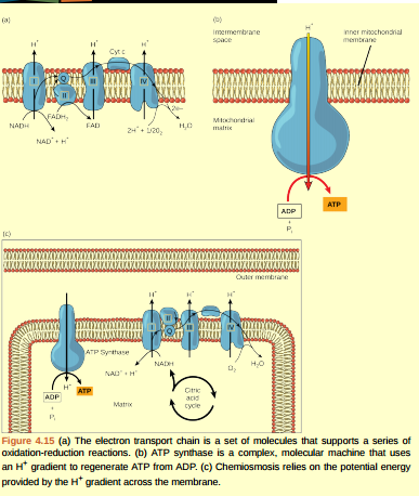 Solved: Figure 4.15 Cyanide inhibits cytochrome c oxidase, a compo ...