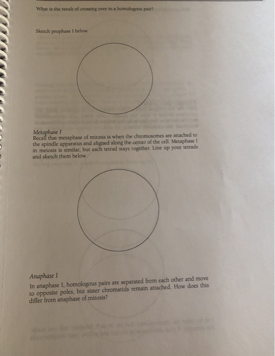 Solved Division Activity A Pop Bead Simulation of Meiosis