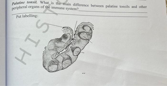 Solved histology label the pixtures clearly and write | Chegg.com