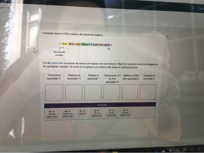 Solved A template strand of DNA contains the nucleotide