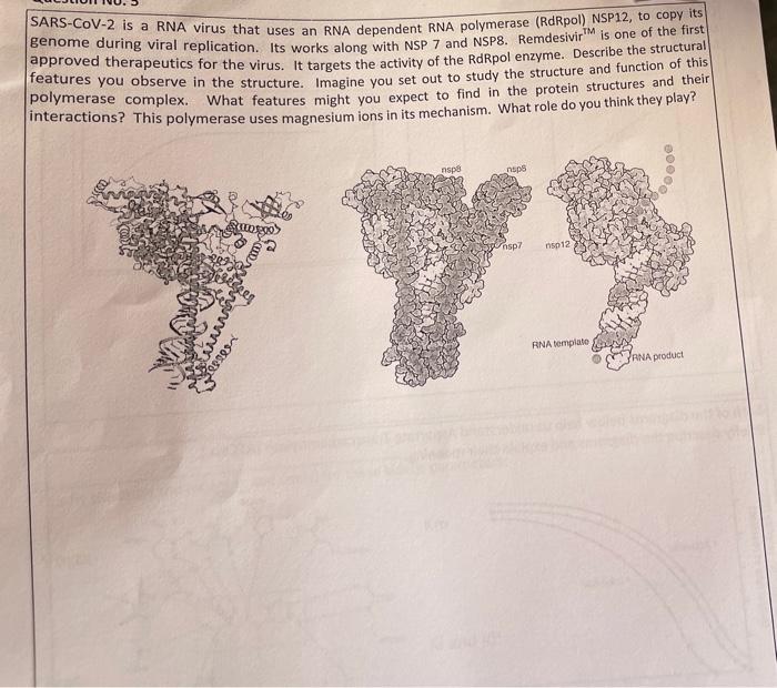 does sars cov 2 have rna dependent rna polymerase