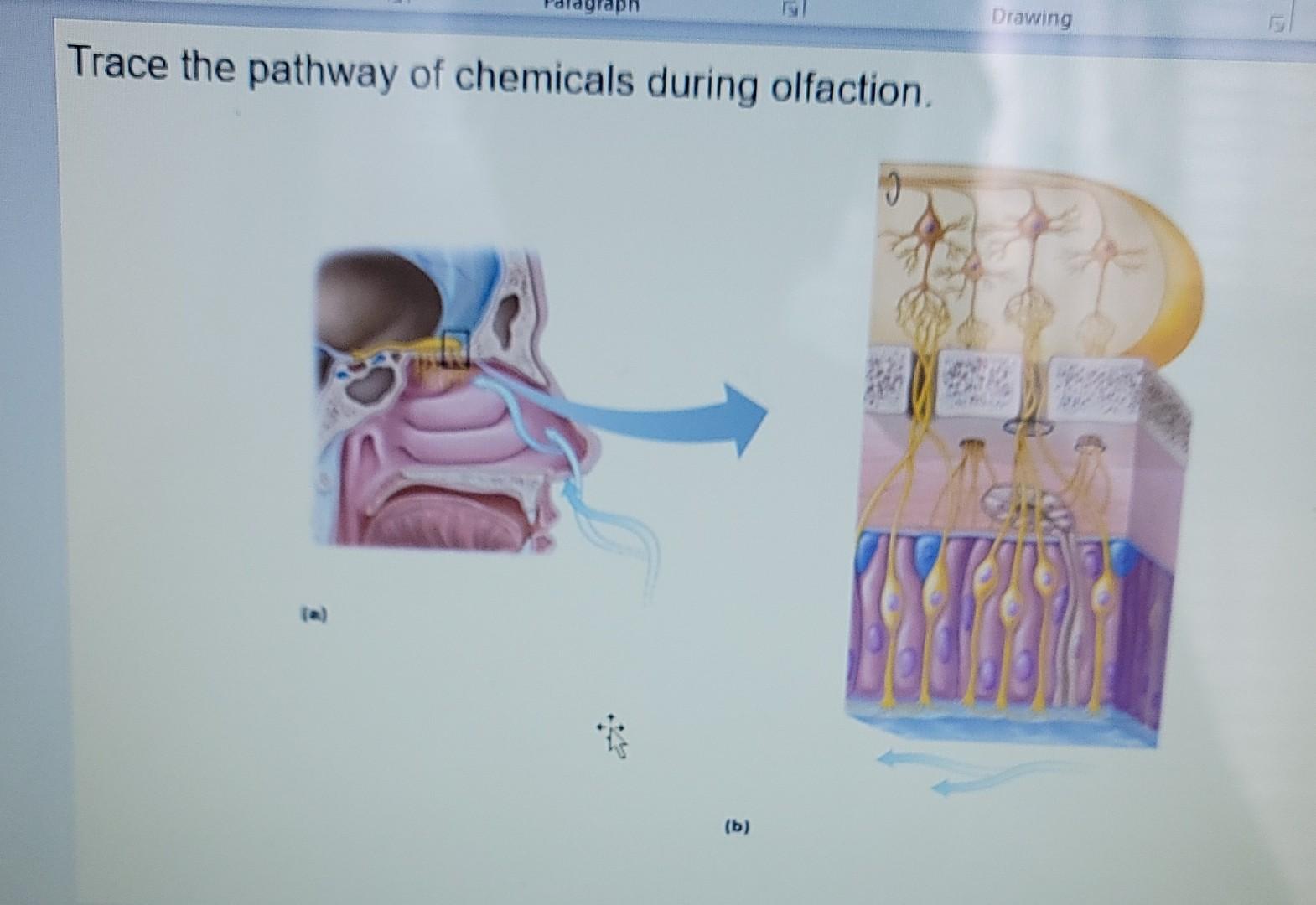 Solved Trace the pathway of chemicals during olfaction. 3