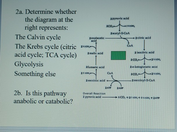 calvin cycle vs krebs cycle
