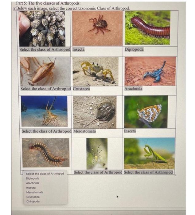 Solved Part 5 The five classes of Arthropods Below each