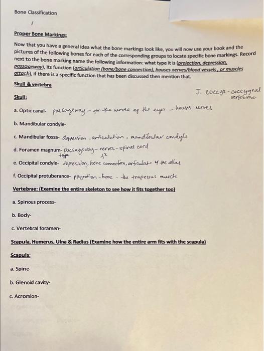 Bone Classification Proper Bone Markings: Now that | Chegg.com