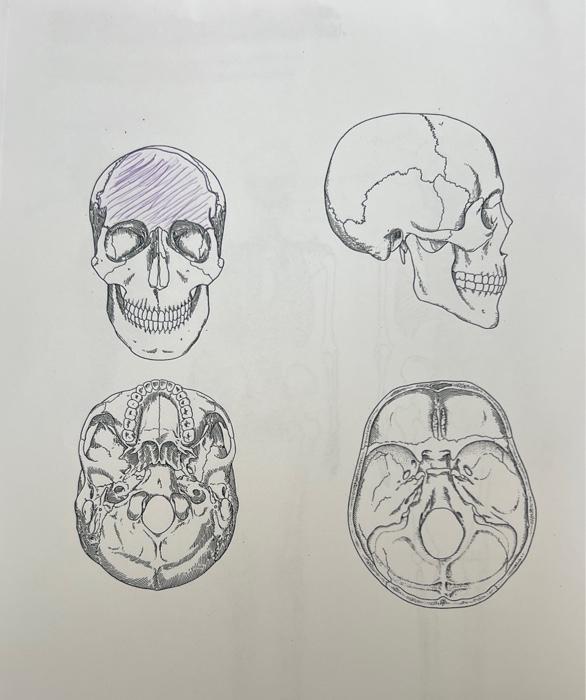Solved label all skull bones , skull features , skull bone Biology Diagrams
