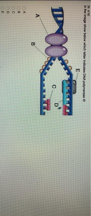 Solved Which Enzyme Catalyzes The Elongation Of A New Dna | Chegg.com