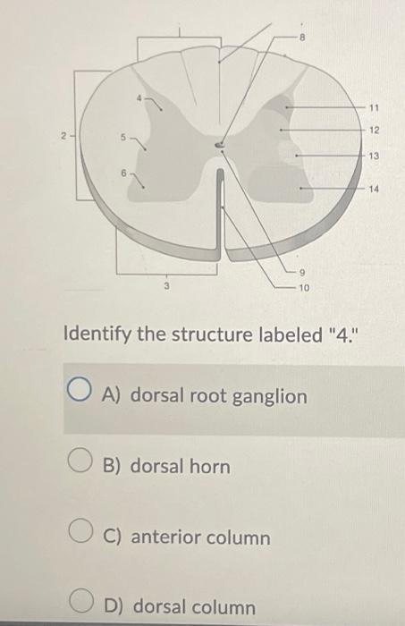 Identify the structure labeled 4. A) dorsal root ganglion B) dorsal horn C) anterior column D) dorsal column