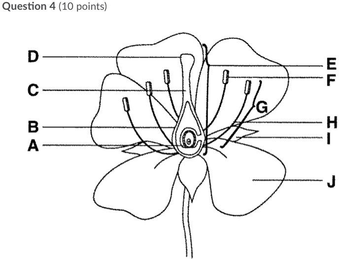 Solved Question 1 (1 point) In the photosynthesis exercise, | Chegg.com