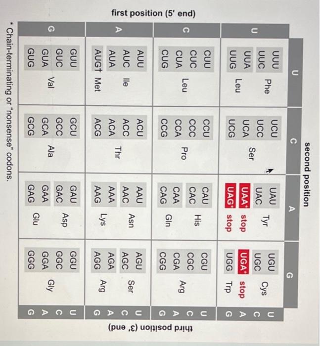 first position (5 end)
U
U
UUU
UCU
UUC
UCC
UUA
UCA
UUG
UCG
CUU
CCU
CUC
CCC
CUA
CCA
CUG
CCG
AUU
ACU
AUC lle
ACC
AUA
ACA
AUGT 