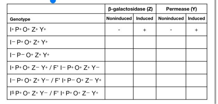 Solved This Set Of Questions Concerns The Lactose Lac O Chegg Com