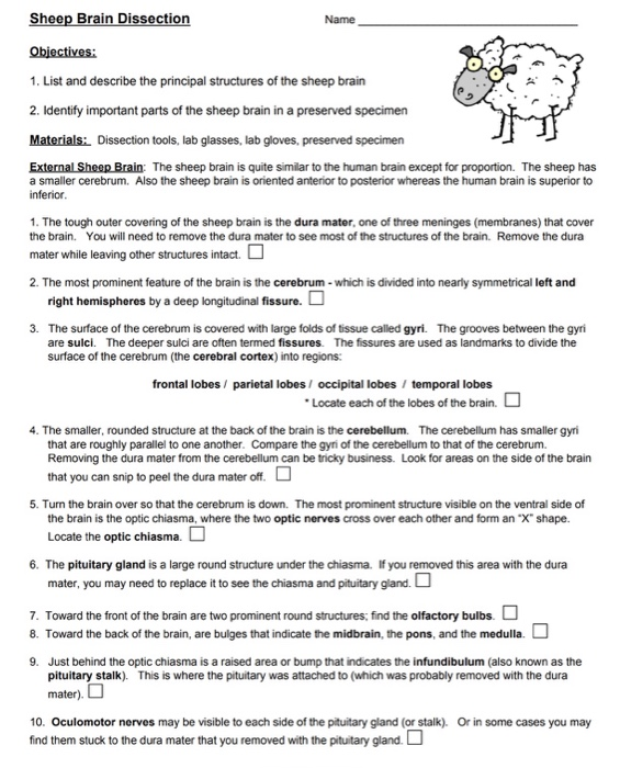 Sheep brain dissection lab answers