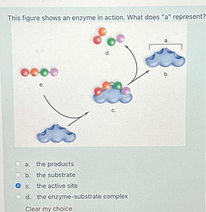 Solved This figure shows an enzyme in action. What does "a" | Chegg.com