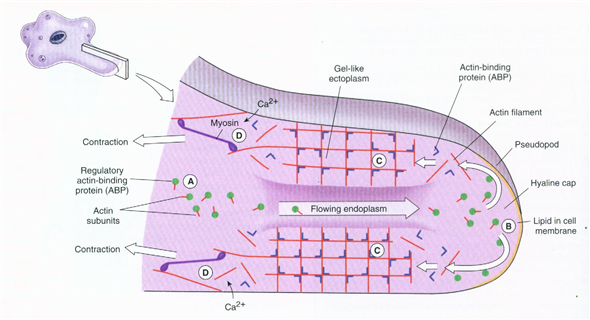 Solved: Explain the transitions of endoplasm and ectoplasm in a ...