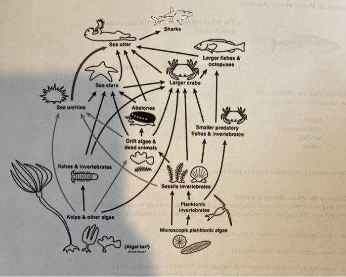 kelp forest food web