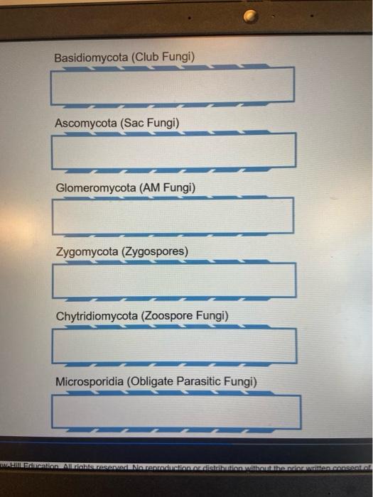 Basidiomycota Club Fungi Ascomycota Sac Fungi Chegg Com