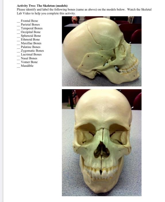 Activity Two: The Skeleton (models)
Please identify and label the following bones (same as above) on the models below. Watch 