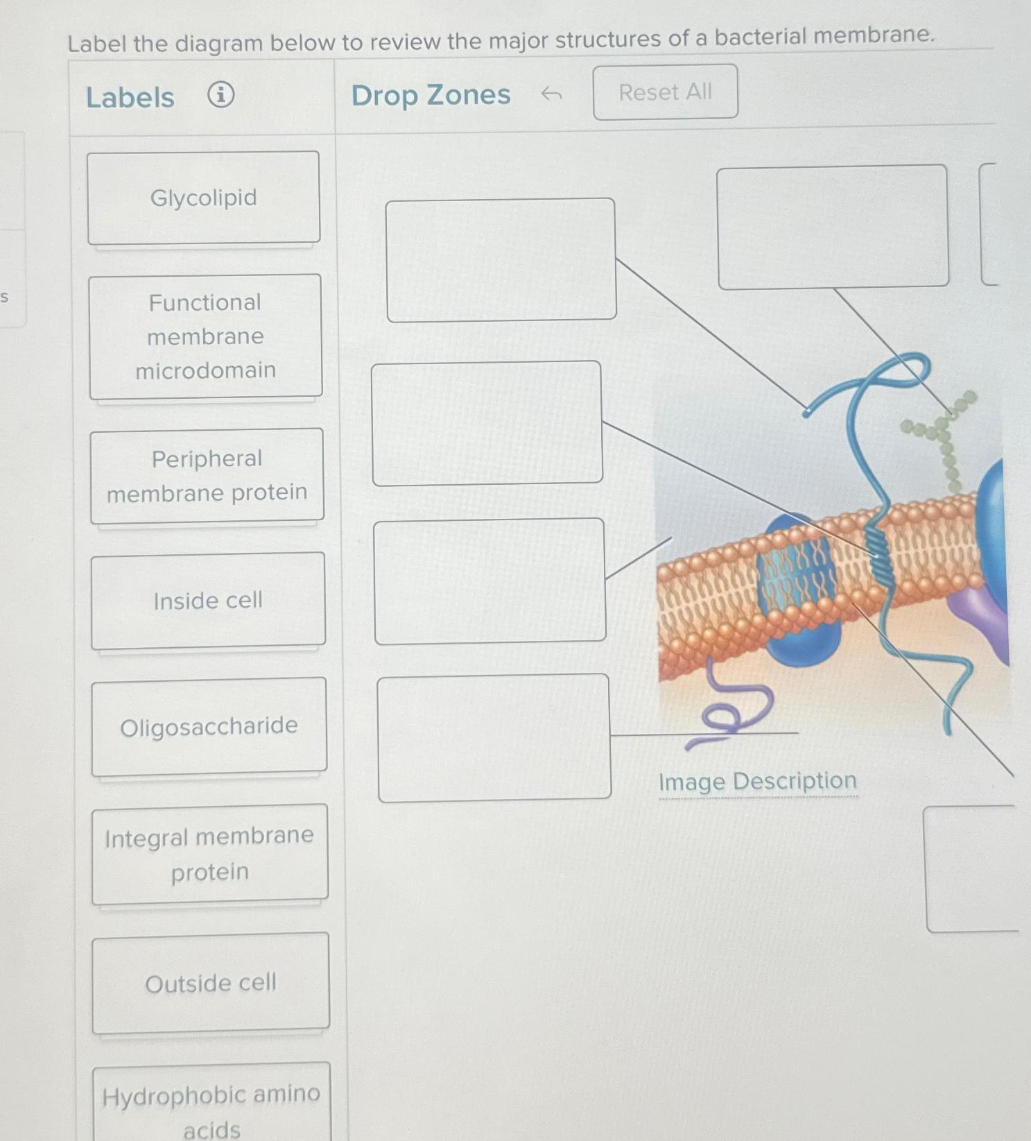 Solved Label the diagram below to review the major | Chegg.com