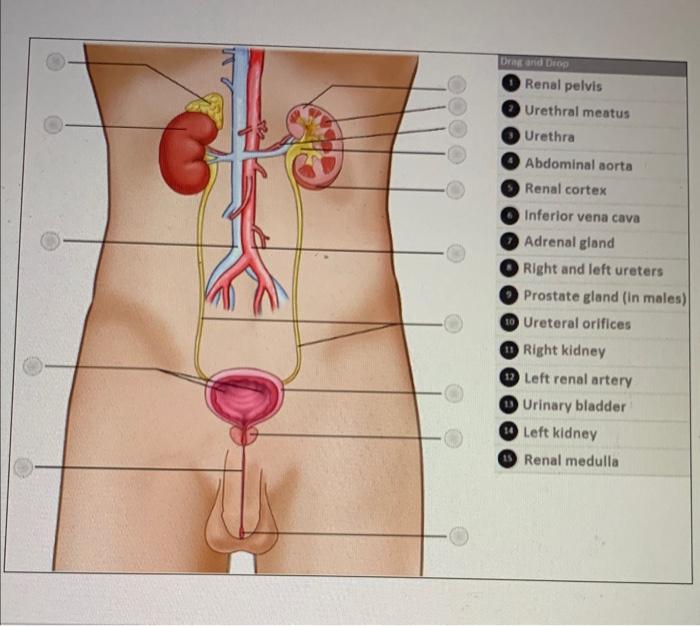 Solved Hi I Need Help Woth Image Labeling Chegg Com