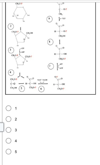 Solved BIOCHEM!! can someone explain step by step how to | Chegg.com