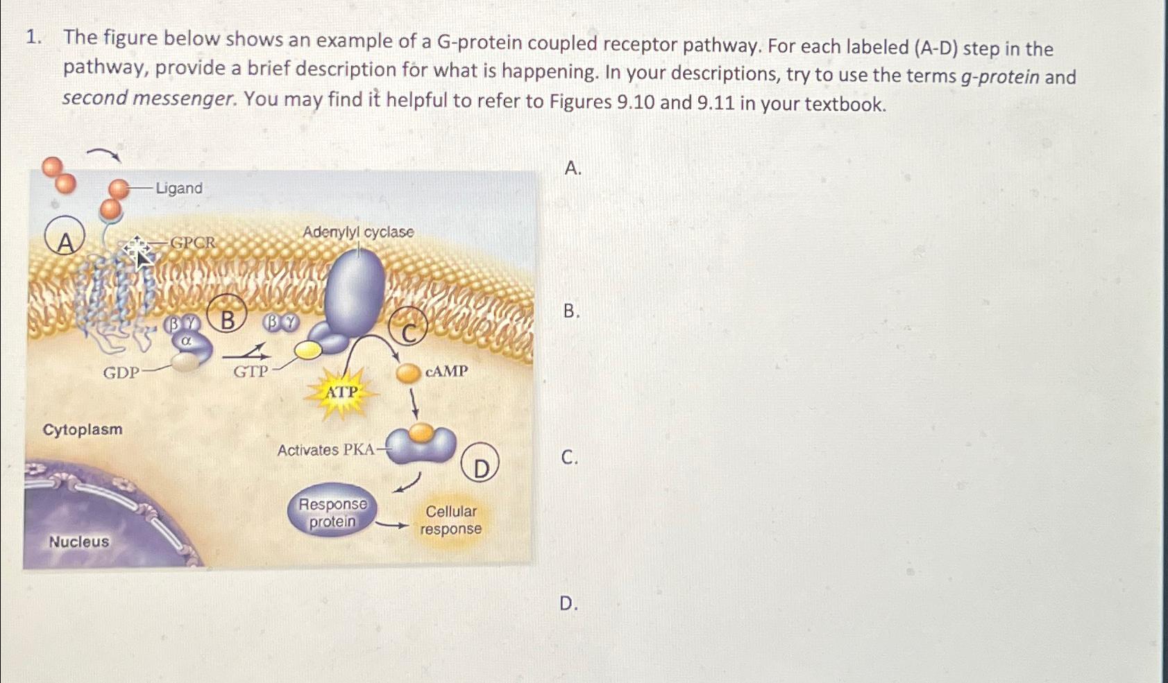 Solved The figure below shows an example of a G-protein | Chegg.com