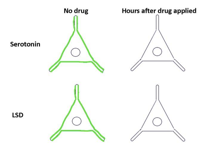 Solved LSD is a psychoactive drug that people use for fun or | Chegg.com