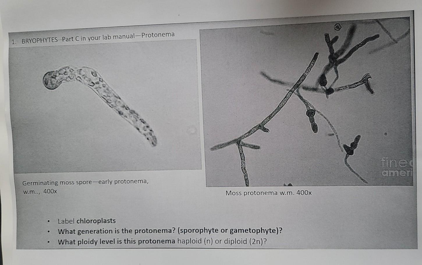 Solved 1. BRYOPHYTES--Part C in your lab manual-Protonema | Chegg.com