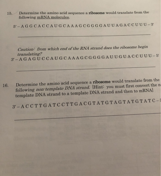 Solved 15. Determine the amino acid sequence a ribosome | Chegg.com