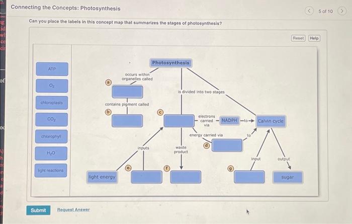 Connecting the Concepts: Photosynthesis Can you place | Chegg.com