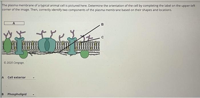 Solved Need help confirming labels for this diagram. second | Chegg.com