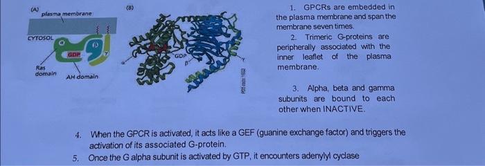 Solved (A) plasma membrane CYTOSOL Ras domain GDP B AH | Chegg.com