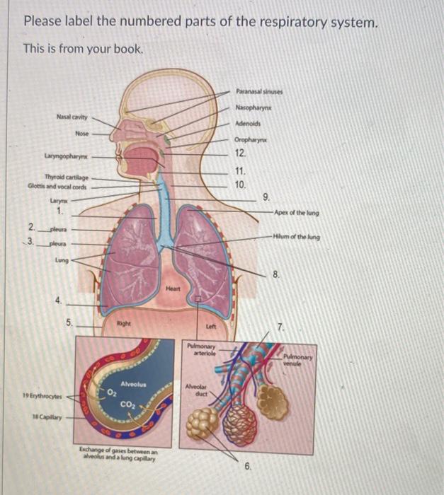 parts of the respiratory system