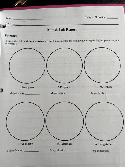 Solved Name: Biology 121 Section: Last Date: Mitosis Lab | Chegg.com