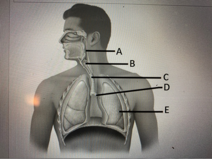 Solved A B C D E | Chegg.com